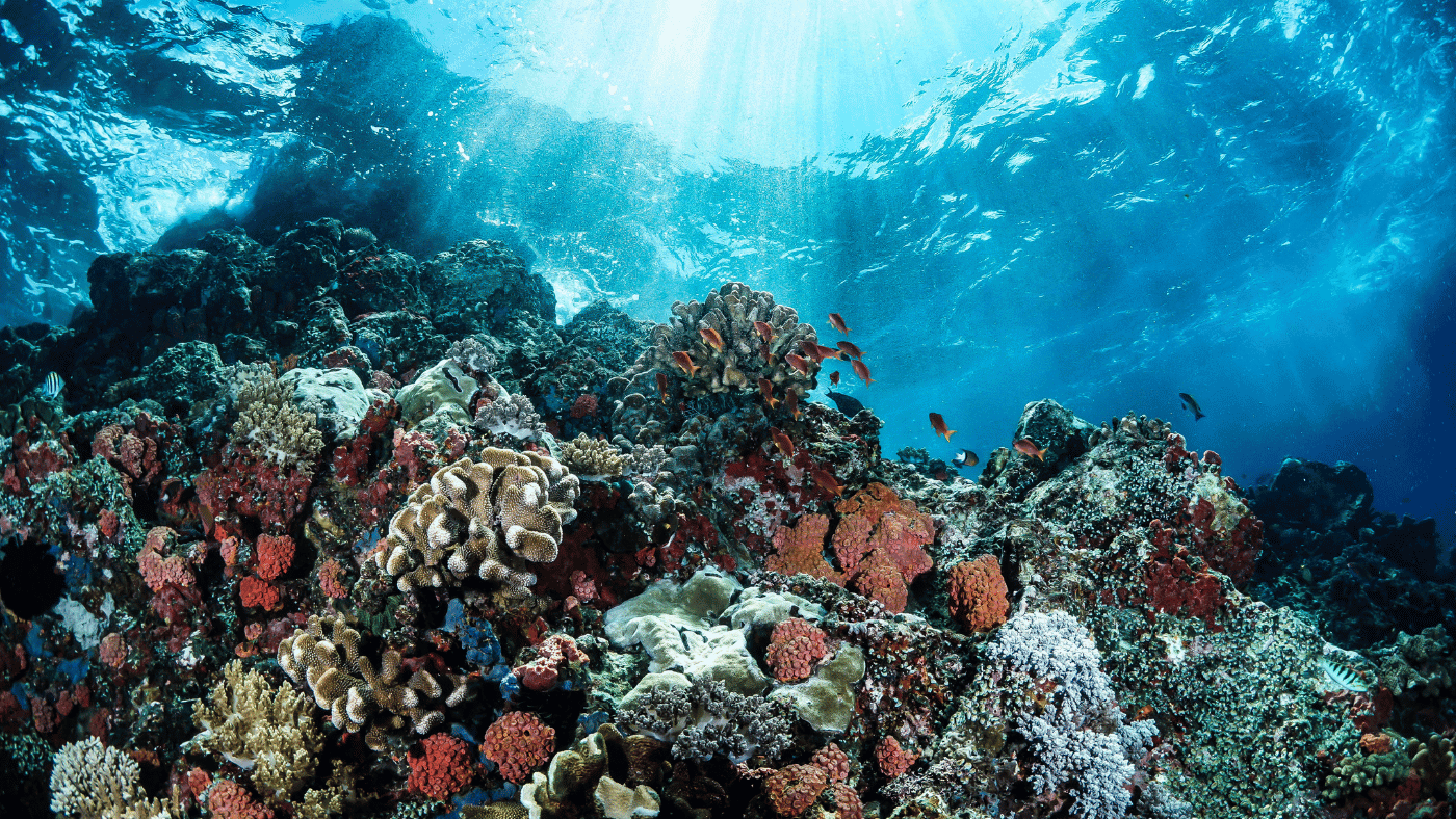 Dive into Chumphon's Underwater World