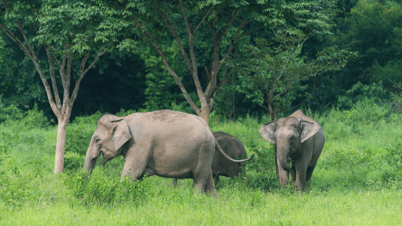 The Elephants of Elephant Nature Park