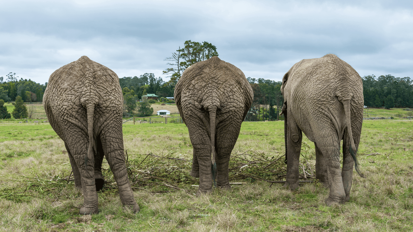 The Elephants of Samui Elephant Sanctuary