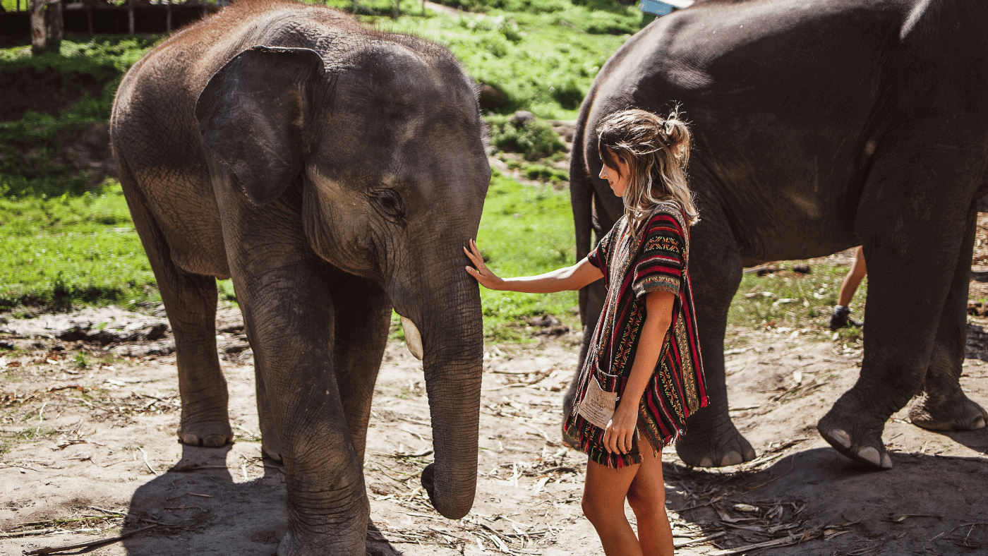 The Ethical Treatment of Elephants