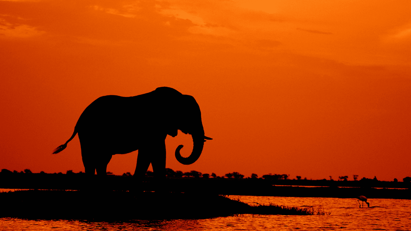 The History of Samui Elephant Sanctuary