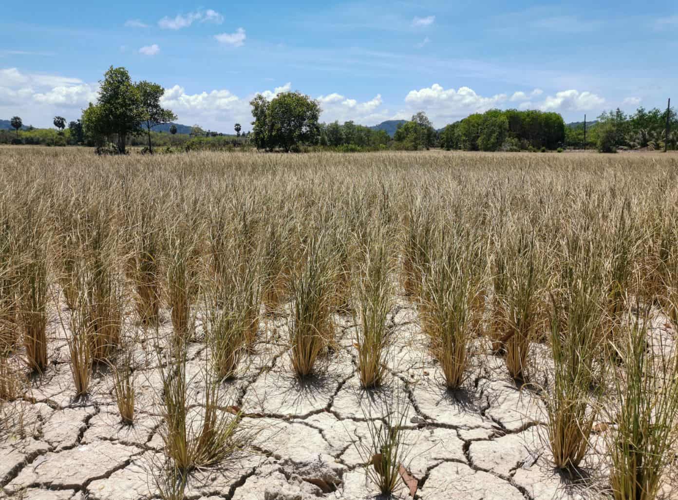 Thailand Dry Season